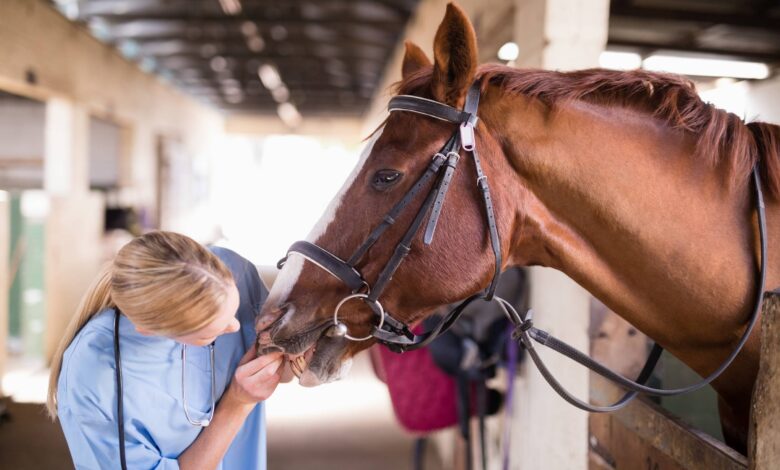 horse mortality insurance